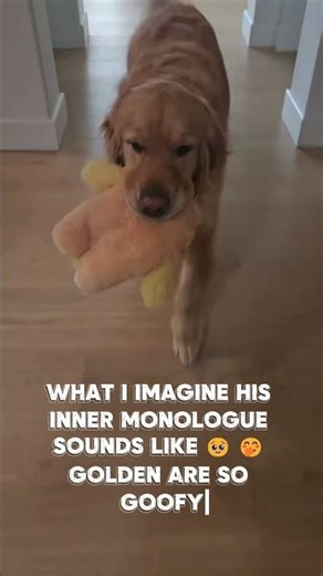 DOG WALKERS LIFE. JUST ANOTHER DAYS WORK!