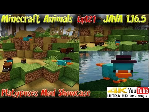 Platypuses Mod Showcase JAVA 1.16.5 1.15.2 1.12.2 Minecraft Animals Ep121