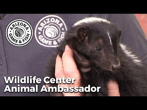 Striped Skunk - Arizona Game and Fish Wildlife Center Animal Ambassador
