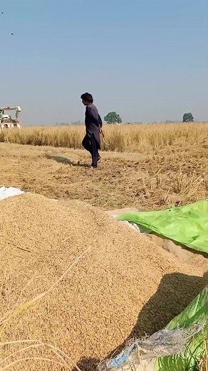 12K views · 112 reactions | Rice Crop Cutting Machine | Wekho Punjab | Facebook
