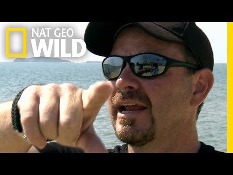 Where Are the Turtles? | Python Hunters