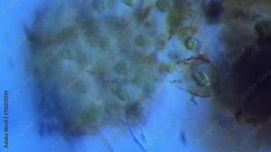 Microscopic view of multiple amphibian eggs - Arizona