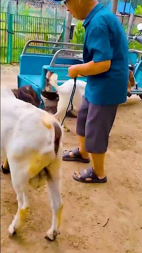 Curious Moments Between Farm Goats 🐐✨