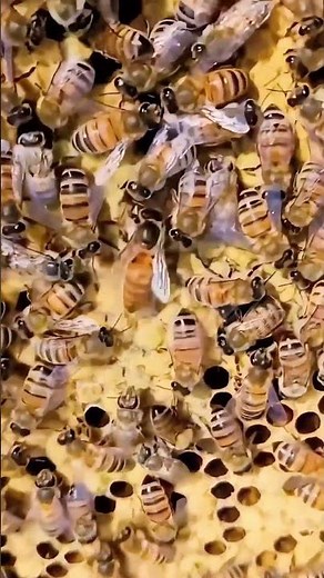 Queen bee piping