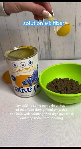 Why Dogs Scoot and How To Stop/Prevent It