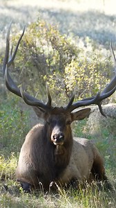 He was so big! He is still a good looking bull though! #bullelk #elk #wildanimals #wildlifephotography #nature #naturelover #nationalgeographic #natgeo #reels | Good Bull Guided