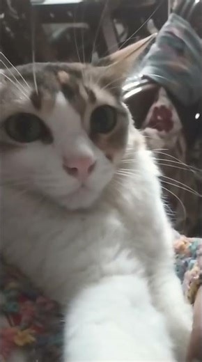 this lil bih decided to scratch my books and bag,and my lips when i tried to stop her.bih...typical~