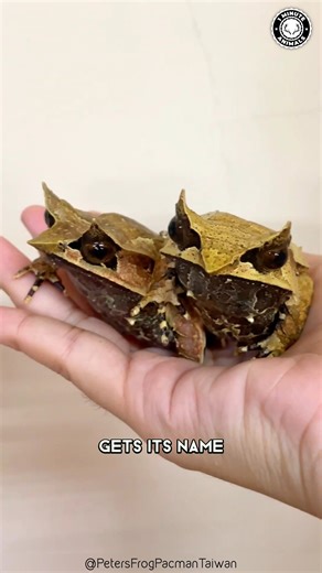 Long-Nosed Frog 🐸 Nose That Makes No Sense! That stretched snout looks unreal up close. It blends perfectly into leaves and branches. #wildlife #nature #animalfacts #1minuteanimals | 1 Minute Animals