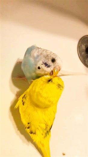 Budgie Bird Sound Australian Par बुग्गी बर्ड साउंड ऑस्ट्रेलियन पार्क#birds #blackfacebudgie