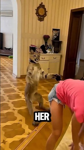 When a Pet Puma Thinks It’s a House Cat 😂 | Cutest Wild “Cat” Ever!