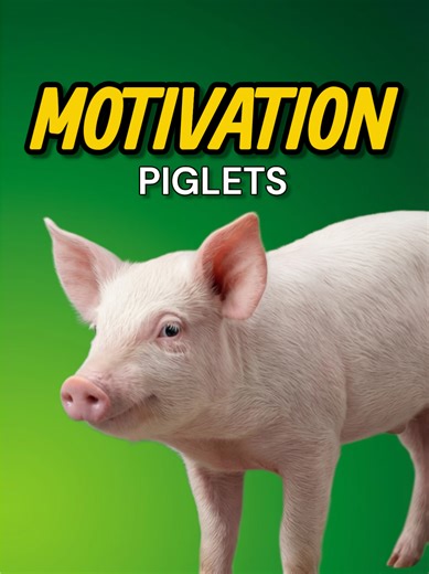 Farm Bussiness lang po🐷#piggerybusiness #piggeryfarm #piggery #PiggeryTips #farming juan tamad piggery