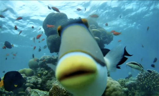 New site offers travel by armchair to Eilat’s magnificent coral reefs