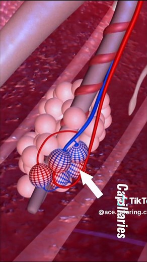 Gaseous Exchange in the Respiratory System Explained