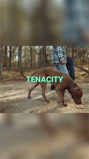 Pit Bulls: Attacking Dogs or Misunderstood Breed? #shorts