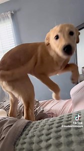 1.6K views · 454 reactions | Is your pup a music aficionado? 李 Share their pawsome tunes and let’s groove together!  Drop those musical recommendations below ⬇️  madewithmaggie on TikTok #musicalmutts #caninejams #DOGTV #dogs #dog #doglife #dogfun #dogmom #dogdad #petparent #doglover #doglovers #dogsofinstagram #dogsofinsta #dogstagram #pupstagram | DOGTV | Facebook