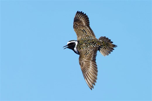 Birding tips for shorebird migration season