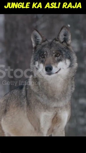 asli raja!? #facts #motivation