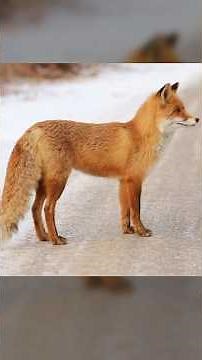 Red Fox – The Smartest and Most Adaptable Wild Canine #animals #nature #wildanimals #fox