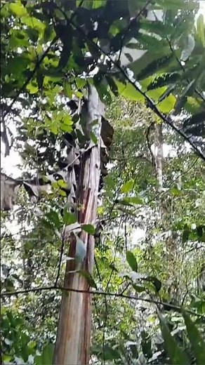 Musa ingens – The World's Largest Banana Tree! (Unbelievable Size!) #MusaIngens #GiantBanana