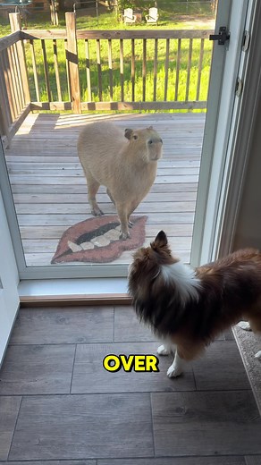 Cheesecake the Capybara Sneaks Onto the Couch Every Morning