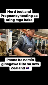 8.5K views · 170 reactions | Paano ba proseso namin Dito sa new Zealand sa pag pregnancy test at herd testing sa pag kuha ng sample ng gatas ng ating mga baka #dairyfarming @followers | Kapangarap vlog New Zealand | Facebook