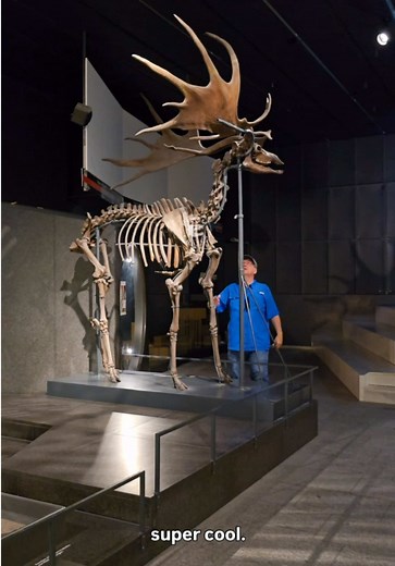 In Awe! Megaloceros giganteus (“great horn, giant,” Blumenbach 1799) ends the same way. Though nicknamed “Irish Elk” it is technically a deer. And what a deer! It lived in the Pleistocene, ~450,000 years ago, and died out recently, around 7,700 years ago. I wish it were still around. As it turns out, what I grew up knowing and what is now in the literature do not align. As a lad, #Megaceros (note it doesn’t have the “lo”) was its name, and it lived in Ireland. We now know it lived across much of