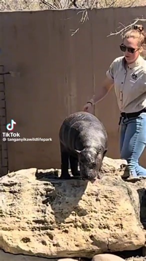 @RoundtableSpace 🦛🇺🇸Helping build the next crypto conservation movement to donate over 6 figures to zoos across the US. Not just a cute animal meta coin runner, this hippo is really making a change @MarsTheHippo @TanganyikaPark @ZooWildlife