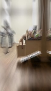 Alright, let's talk about that "free spirit" of a dog running your household. No collar, no training, no manners—sound familiar? When they’re jumping up on counters and thinking they own the place, it’s not just annoying; it’s downright dangerous. From eating things they shouldn’t to turning on appliances (yes, it happens), this behavior is a disaster waiting to happen. Get your Dog an E-Collar and fix bad behavior before it starts! If you want to learn how to take your dog from Zero to Hero... 