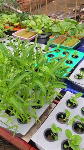 beginner hydroponics types of hydroponic vegetables #janurinurhidayat #gardening