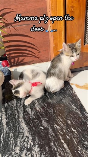 Open the door #song #music #love #laugher #ekmotahathighumechala #funny #cuteanimal #kitten