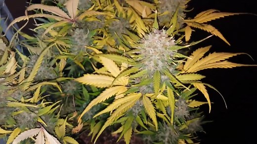 Fast Buds - Gorilla Glue Auto: Late Flowering Stage