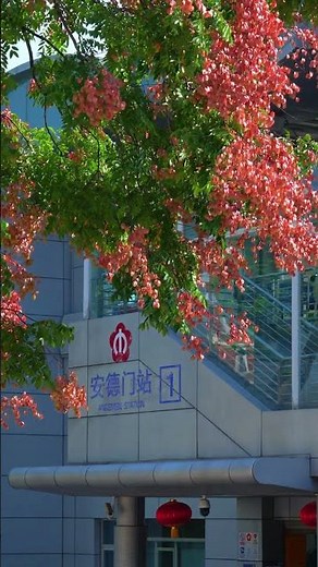 Koelreuteria (Golden Rain Tree) | Andemen, Nanjing