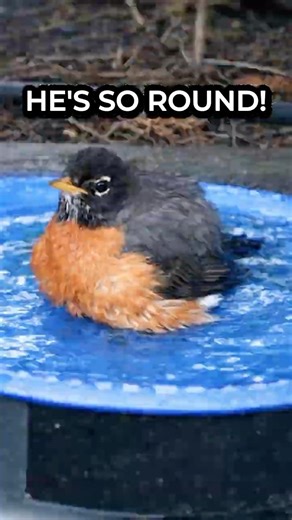 Why Is This Robin So Round 😭