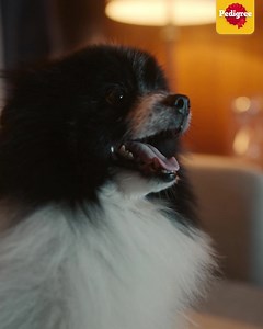 9.2K views · 3.3K reactions | They are the most loyal and will always...