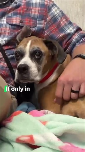 Man Sings Christmas Carols to Shelter Dog who’s Mom just Passed