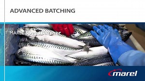 Marel Speedbatcher for accurate batching of pelagic fish