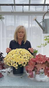 4.9K views · 129 reactions | Which Heuchera do you like best with the yellow Mum? | Smiths Country Gardens | Facebook
