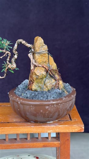 🔥a mini bonsai that needs extra humidity because its roots were pruned under the tropical heat #bonsai #bonsaiindonesia #bonsaitree #bonsailovers #bonsaimini | Ara Jaber Bonsai