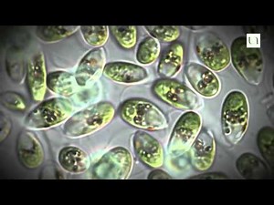 What was the first living thing to appear on Earth?