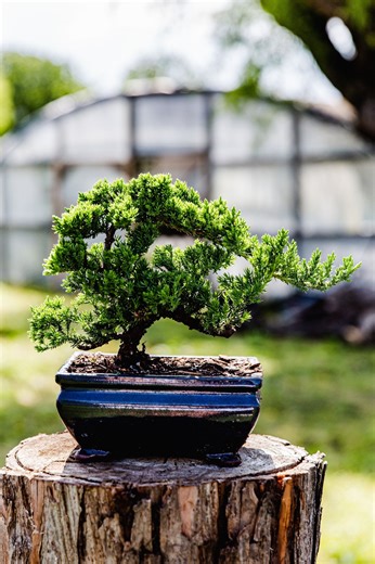 10yrs Juniper Bonsai Live Tree Bonsai Tree Indoor Plant Outdoor Plant Gardener Gift Mothers Day Gift New Home Decor Plant Office Decor Plant - Etsy