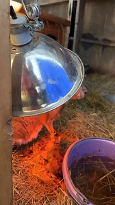 One of them didn’t make it :( GOOD MORNING LITTLE BABY CAVY! Name suggestions? #animals #farm #pets | CatAleah