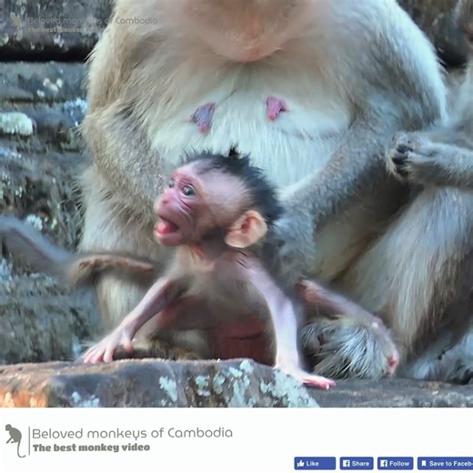 Oh, gosh! What happened to baby Babette? Why is she crying so loudly! | Beloved Monkeys Of Cambodia