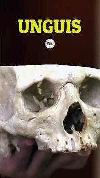 UNGUIS: The Bone of the Skull that Bears the Name of Nail.