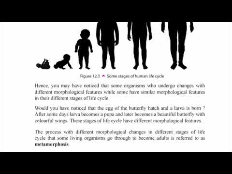 Grade 8 science Lesson 12 Life cycles of living organisms