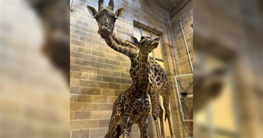 A new giraffe was born at the Sacramento Zoo