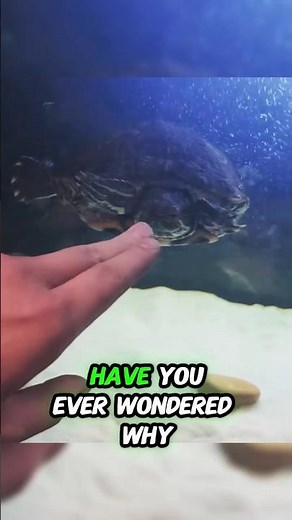 🐢 Why Do Turtles Slap Each Other? 🤯 Nature’s Weirdest Romance!