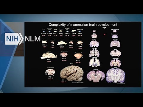 NLM Colloquia LETC. | Mechanisms Regulating Fate and Maturation of Forebrain Inhibitory Interneurons