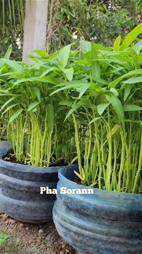 Growing yams using old containers yields good results, low cost, recycled materials #gardening