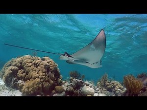 Snorkeling Shark Ray Alley & Hol Chan Channel in Belize