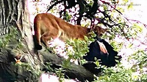 1.8K views · 43 reactions | A 3-year-old boy was attacked by a mountain lion in California. Thankfully, the boy survived. Hear about this moment of terror, and a dad’s quick action to save his child. More: https://bit.ly/2GaSwpB Video: ABC7 via ABC News | NewsChannel 8 - Tulsa | Facebook